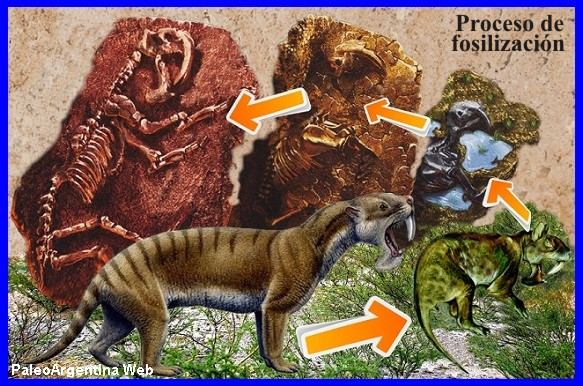 Introducción a la Paleontologia: Conocimientos básicos. Paleontologia
